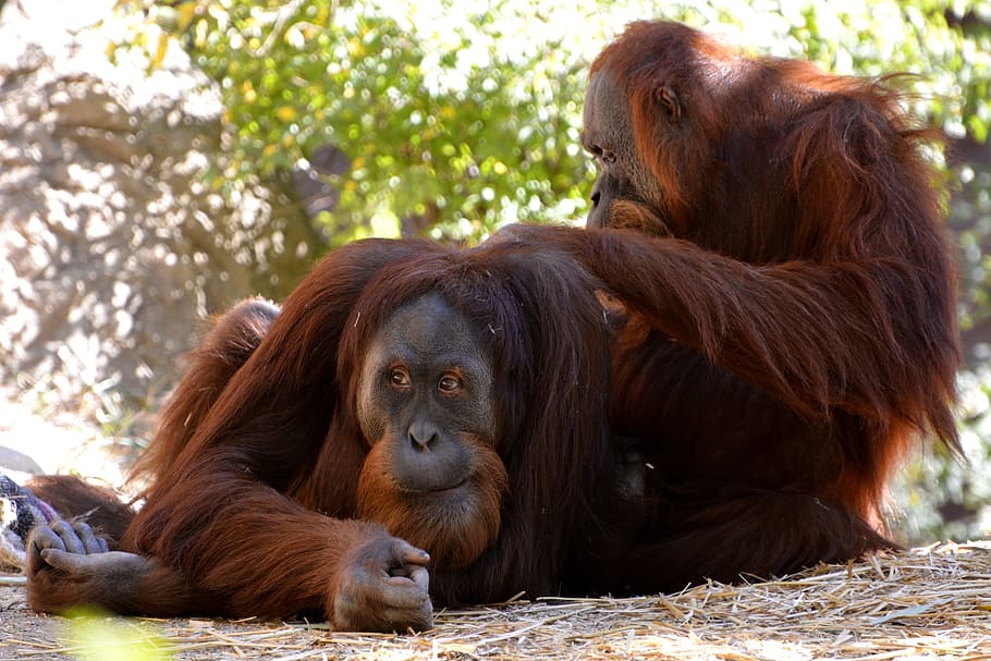 mammal, wildlife, monkey, primate, animal, animal themes, orangutan HD wallpaper