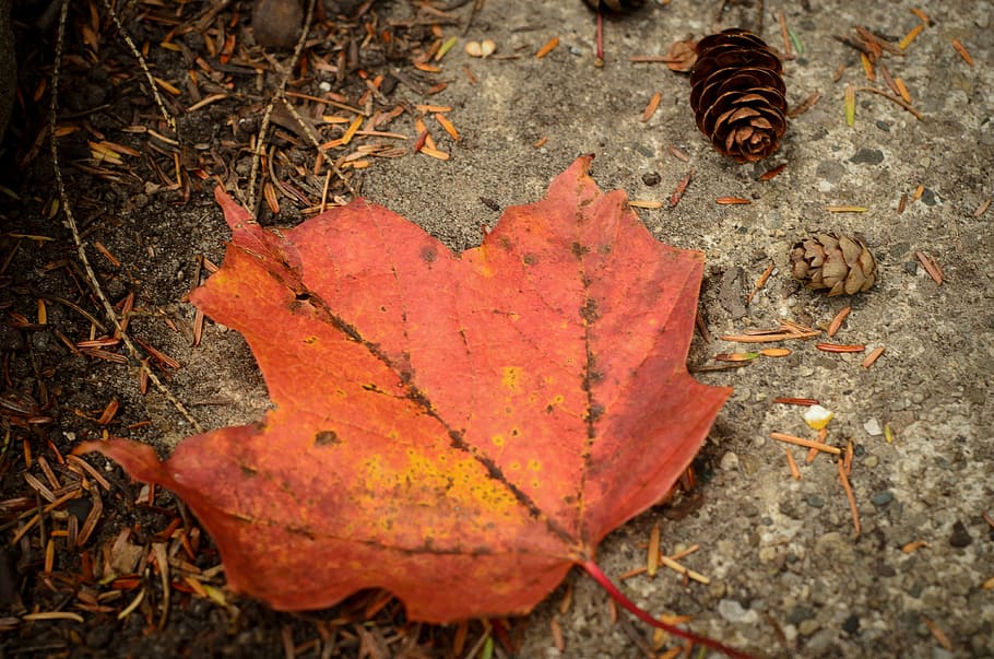 leaf, autumn, pinecone, fall, nature, red, yellow, season, orange HD wallpaper