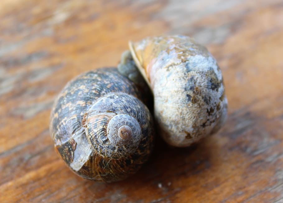 together, love, two, romance, amour, snail, mollusc, togetherness HD wallpaper