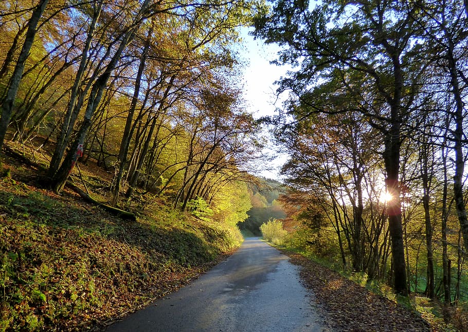 forest, autumn, lighting, nature, tree, plant, direction, the way forward HD wallpaper