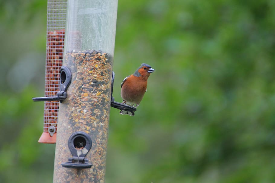 bird, feed, feeding, nature, animal, food, hungry, natural HD wallpaper