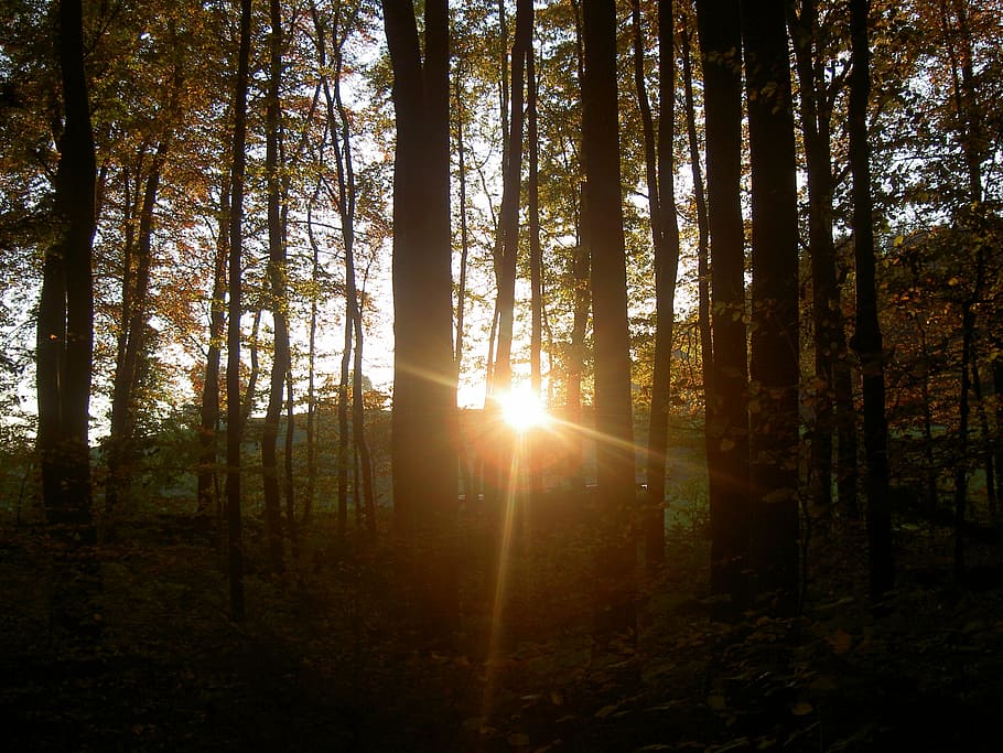 forest, sunset, twilight, nature, tree, sunbeam, outdoors, sunlight HD wallpaper