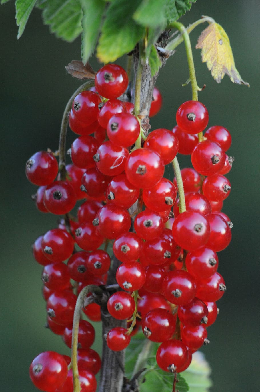 currant, fruits, berries, red currant, food, food and drink HD wallpaper