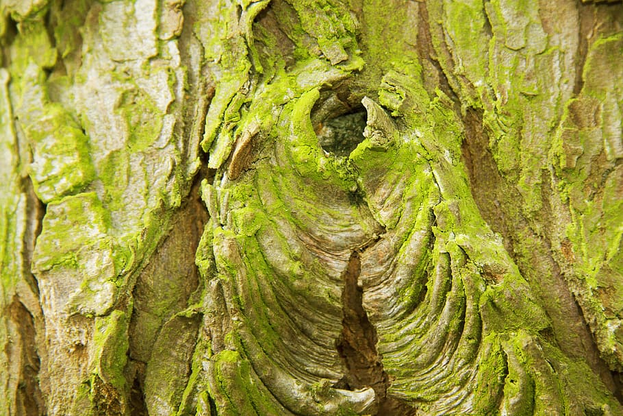 bark, layer, tree, cork, dead plant, bast, shed bark, moss HD wallpaper