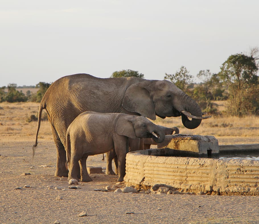 elephant, mammal, wildlife, safari, animal, african elephant, HD wallpaper