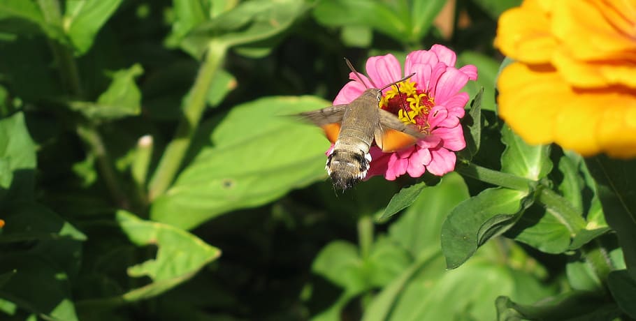 nature, hummingbird hawk moth, butterfly, owls, flower, flowering plant, HD wallpaper