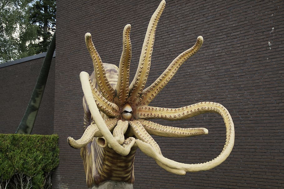 brown hermit octopus statue decor, Fossil, Nautilus, Replica HD wallpaper