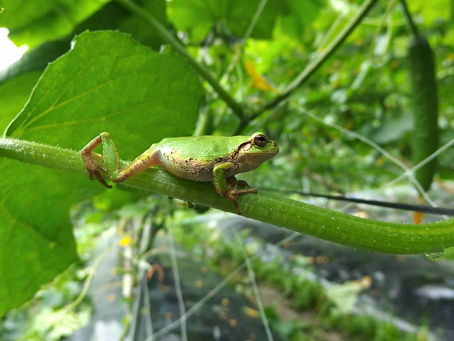 Tree Frog, Cucumber, Cute, Rescue, one animal, green color HD wallpaper