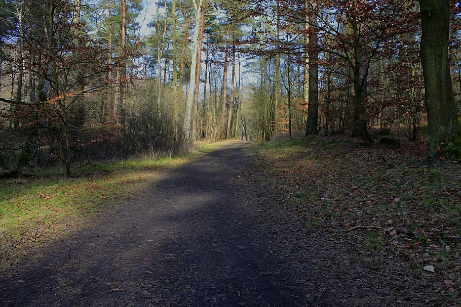 Forest, Trail, Tree, Nature, Path, forest path, hike, migratory path HD wallpaper
