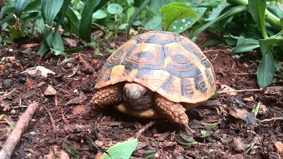 Turtle, Animal, Nature, Tortoise, one animal, animals in the wild HD wallpaper