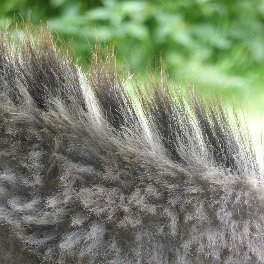 donkey, mane, fur, grey, one animal, mammal, close-up, animal hair HD wallpaper