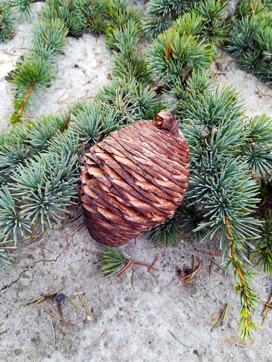 pine cone, tree, nature, forest, green, natural, branch, season HD wallpaper