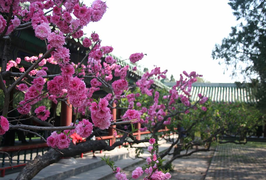 china, flower, beijing, spring, blossom, pink, bloom, asia HD wallpaper