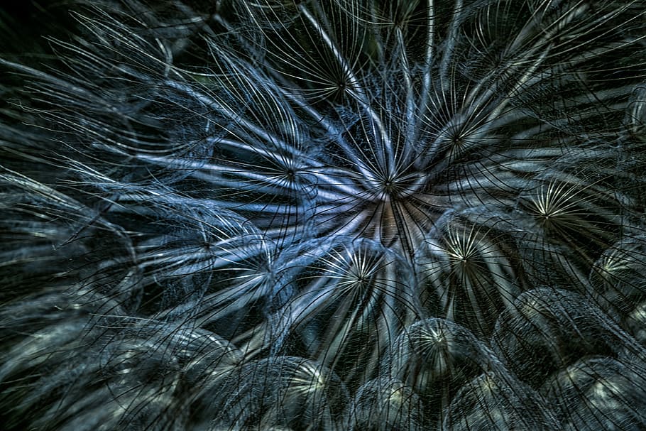 macro photo of dandelion flower, wind, herb, flowers, plant HD wallpaper