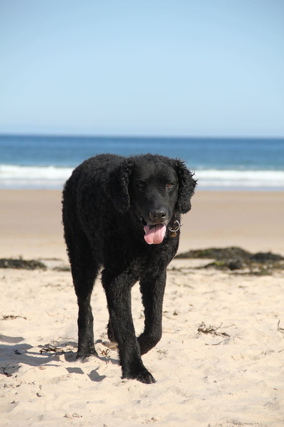 dog, beach, sea, canine, land, one animal, water, pets, domestic HD wallpaper