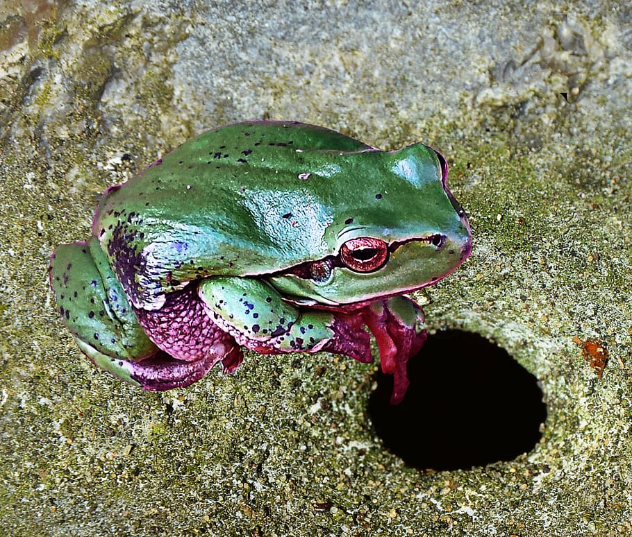 tree frog, green, nature, animal themes, one animal, animal wildlife HD wallpaper