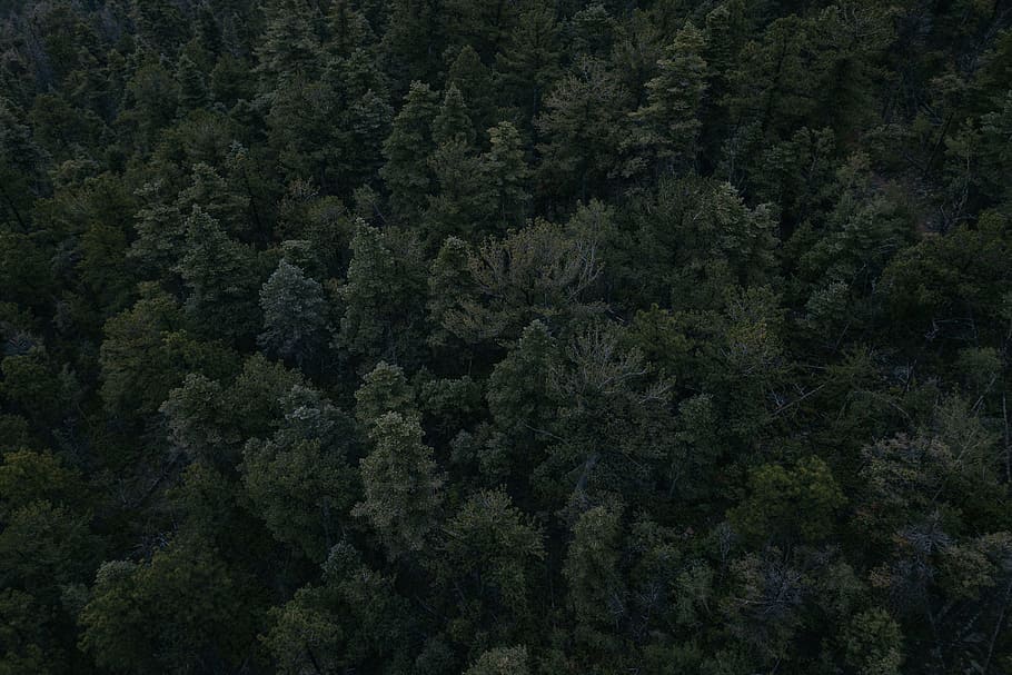 aerial photography of trees, aerial view of green pine trees HD wallpaper