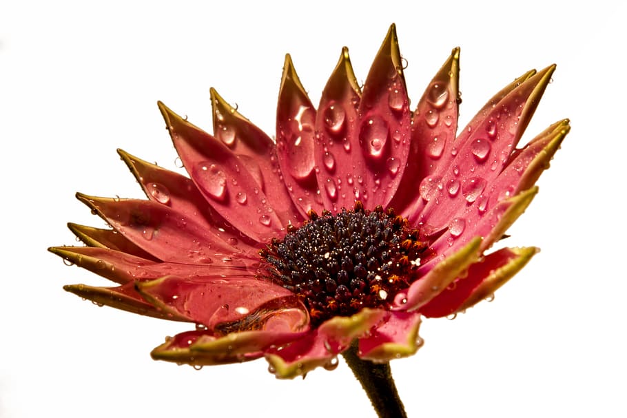 blossom, bloom, pink, raindrop, macro, flower, plant, close HD wallpaper