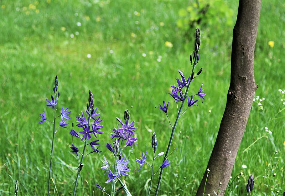 tree, flower, bloom, nature, flora, meadow, plant, flowering plant HD wallpaper