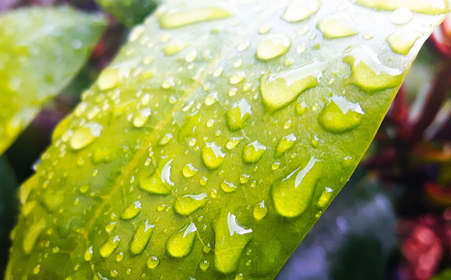 leaf, nature, plant, summer, drops, rain, macro, green, foliage HD wallpaper
