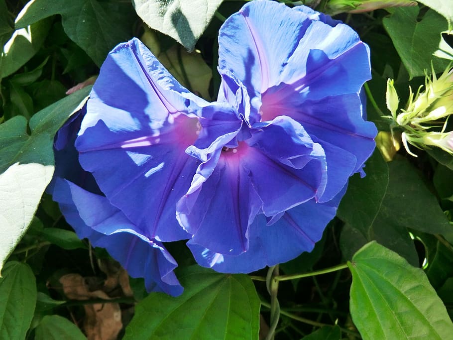 Flower, Mediterranean, Nature, blue, plant, blossom, bloom HD wallpaper