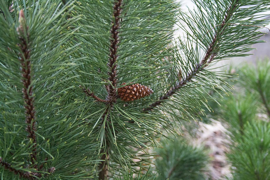 pine, evergreen, needle, conifer, winter, tree, fir, coniferous HD wallpaper