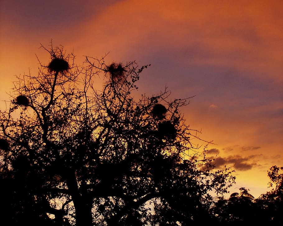 sky, nests, tree, twilight, plant, silhouette, sunset, beauty in nature HD wallpaper