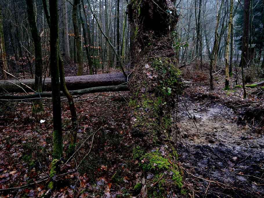 tree, root, forward, overturned, forest, wind, leaves, tree trunk HD wallpaper