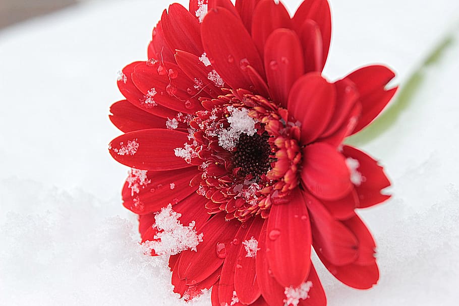 Gerbera, Blossom, Bloom, Flower, red, romantic, schnittblume HD wallpaper