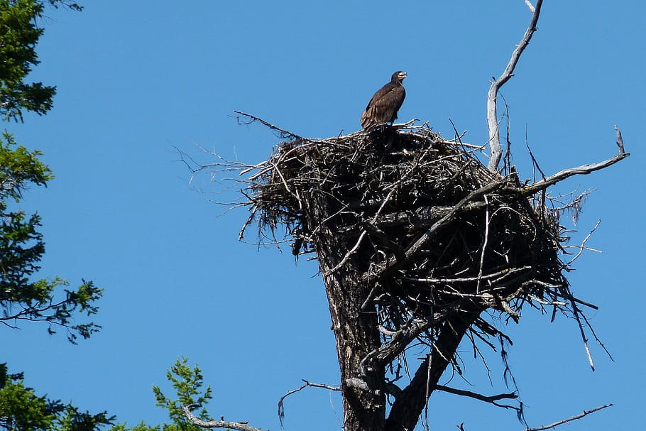 Nesting, Osprey, Bird, Nature, chick, animal, sky, tree, blue HD wallpaper