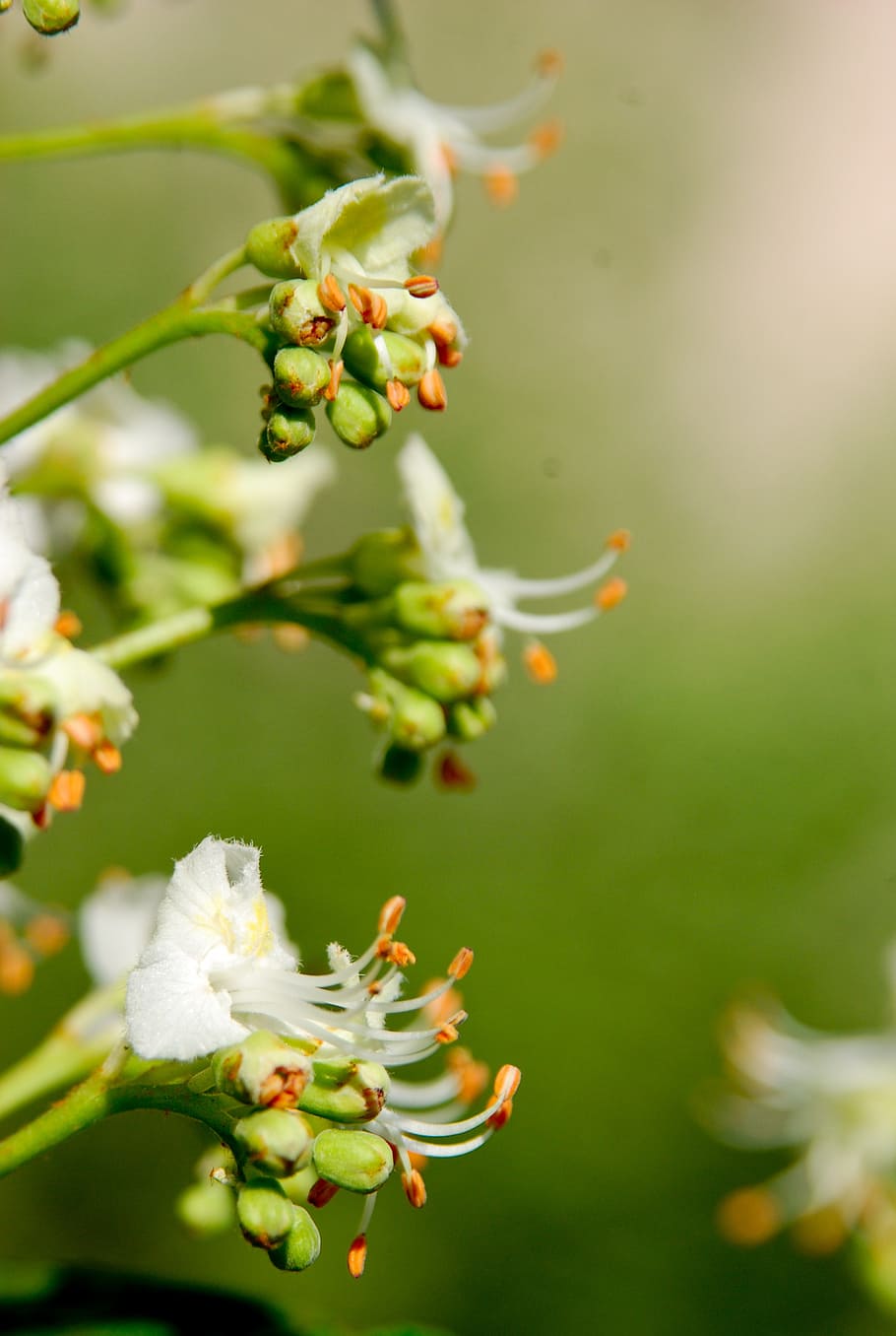 chestnut, tree, spring, may, trees, nature, bloom, leaves, living nature HD wallpaper