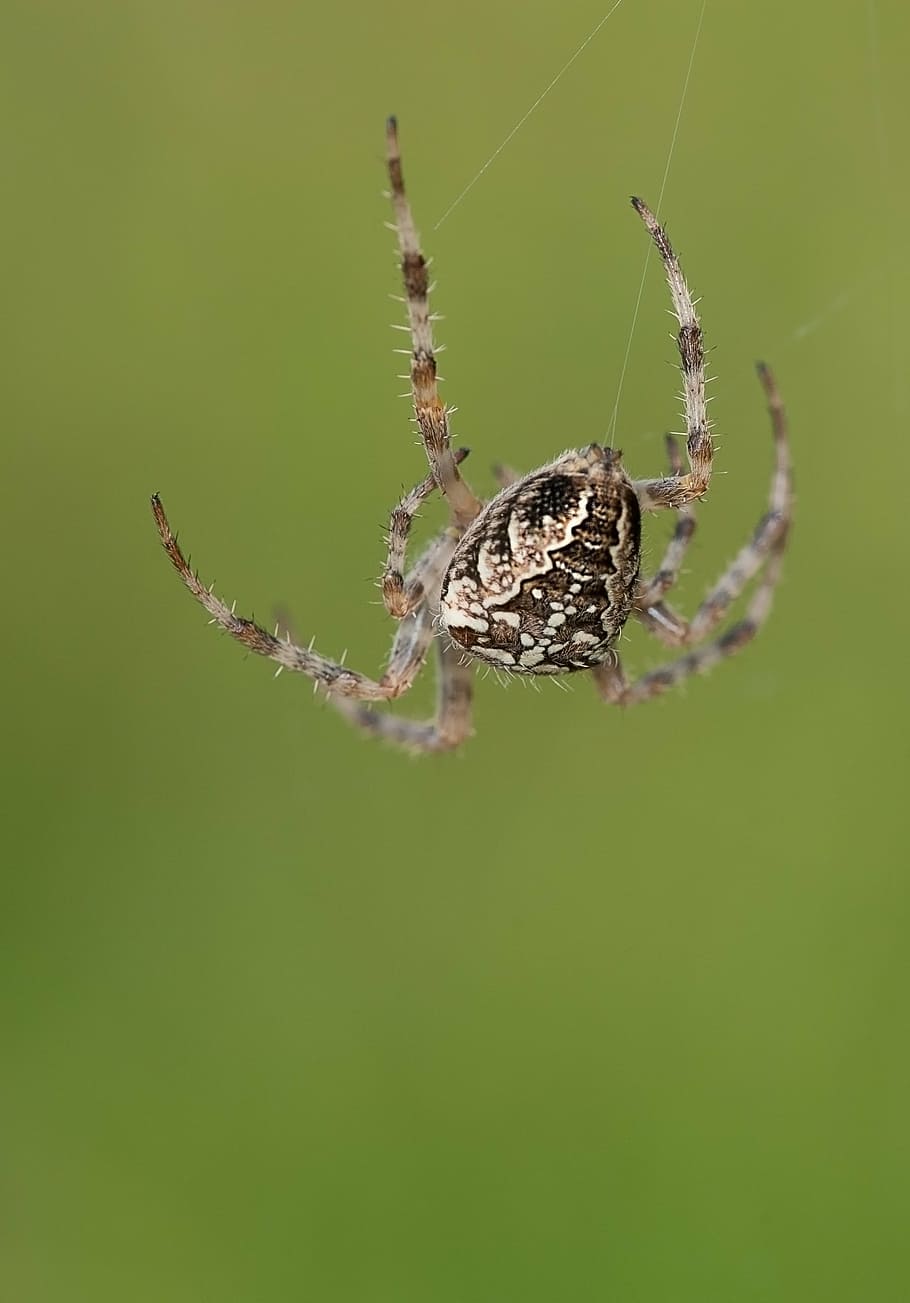 macro photography of brown and beige spider, cobweb, network, HD wallpaper