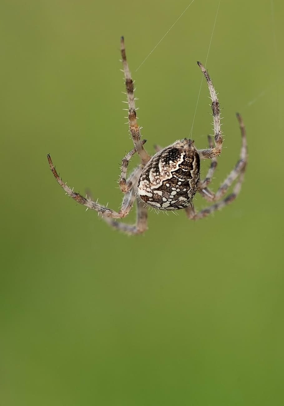 macro photography of brown and beige spider, cobweb, network HD wallpaper