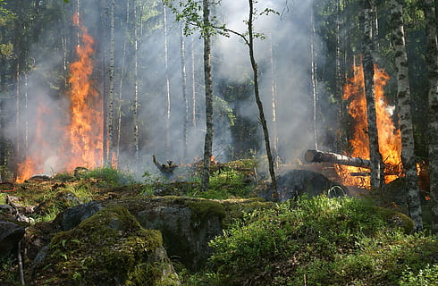 green tall trees, forest fire, smoke, conservation, burning for conservation HD wallpaper