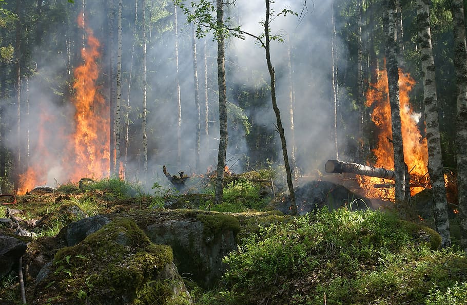 green tall trees, forest fire, smoke, conservation, burning for conservation HD wallpaper