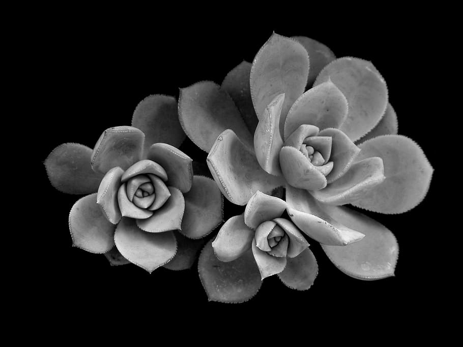 greysacle photography of three succulent plants, grayscale photography of succulent, HD wallpaper