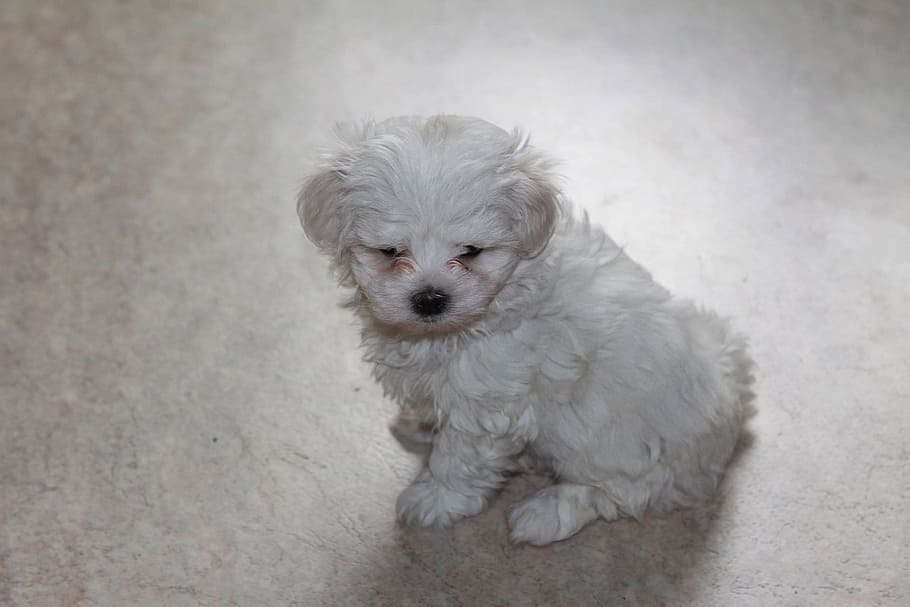 Puppy, Dog, Maltese, Animal, Cute, Pet, canine, adorable, domestic