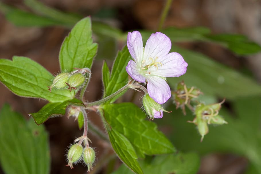 geranium, flower, wild geranium, blooms, blossoms, plants, floral HD wallpaper