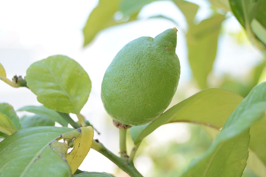 lemon, green, fruit, leaf, plant part, green color, tree, healthy eating HD wallpaper