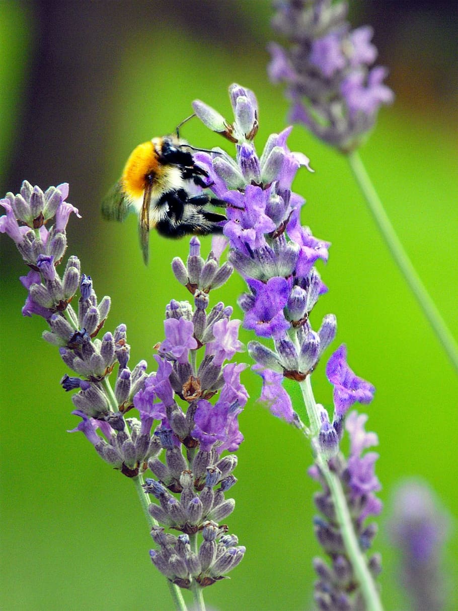 Bee, Bumblebee, Lavender, Pollination, flower, purple, insect HD wallpaper