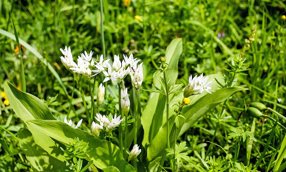 Bear'S Garlic, Blossom, Bloom, white, forest, nature, plant HD wallpaper