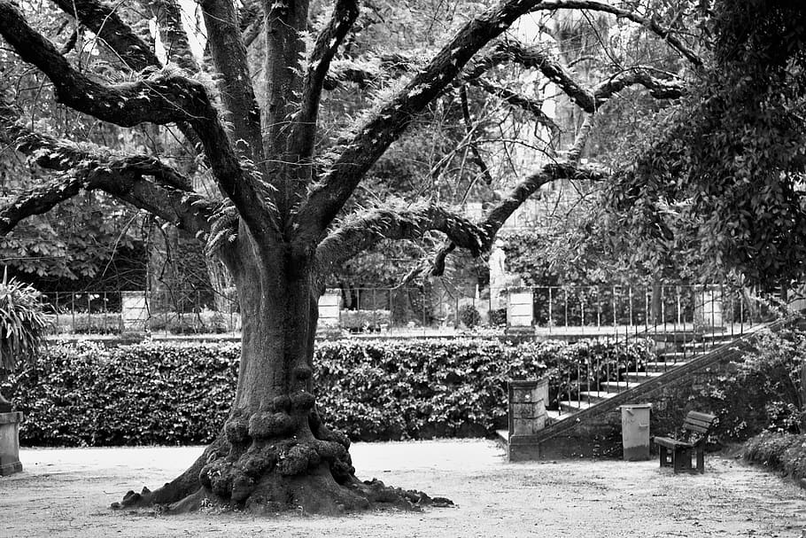 tree, black and white, park, coimbra, nature, plant, day, no people, HD wallpaper