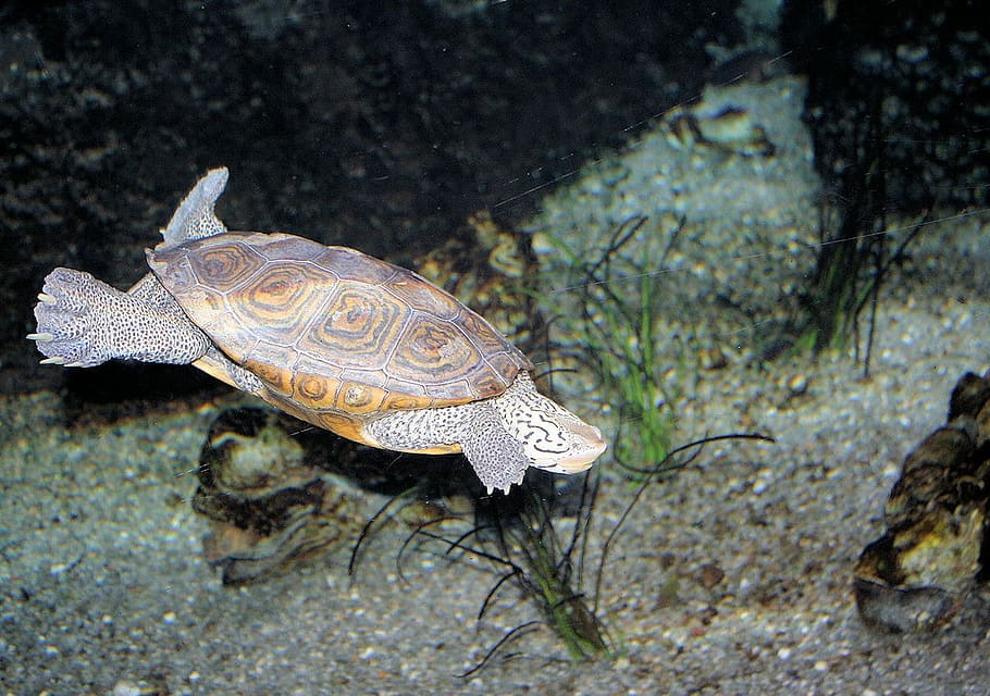 Animals, Nature, Objects, People, turtles, water, tourists HD wallpaper