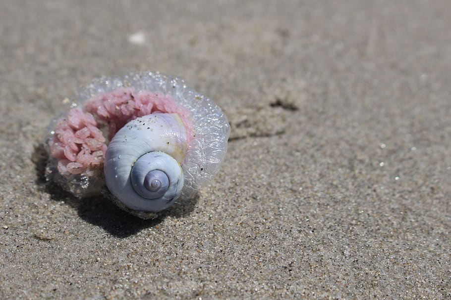 sand, beach, side, shell, land, animal, animal wildlife, animal themes HD wallpaper