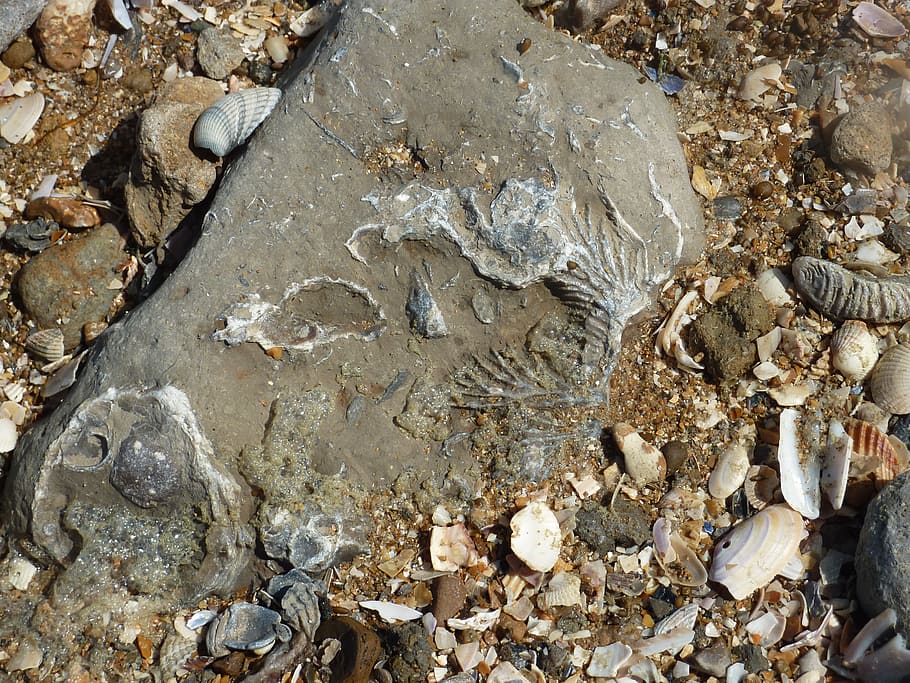 fossil, beach, geology, nature, no people, animal, day, animal wildlife HD wallpaper