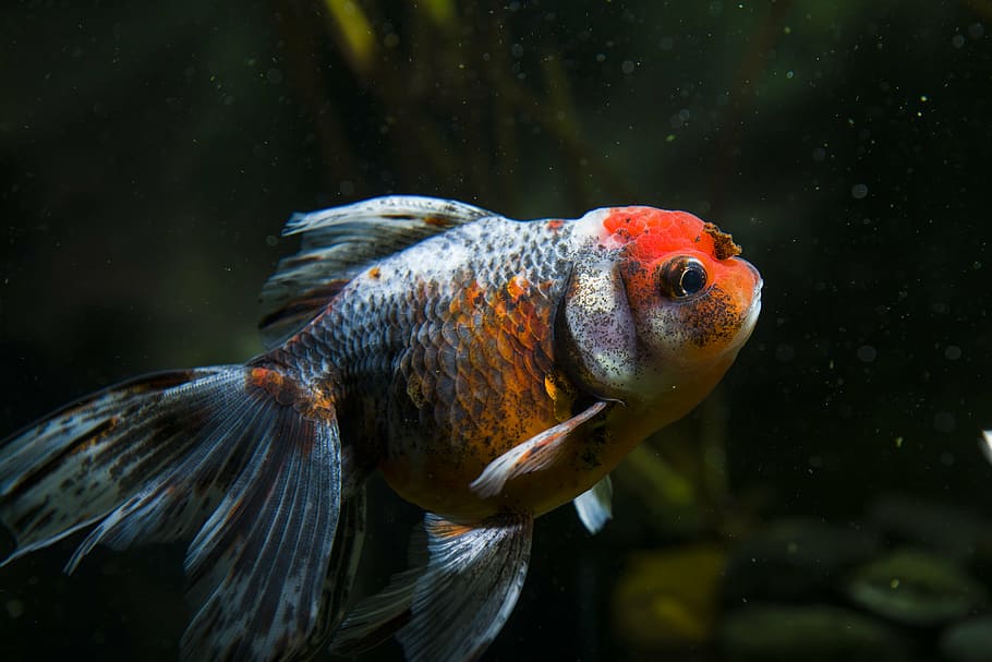 closeup photography of red and gray pet fish, pets, ornamental fish, HD wallpaper