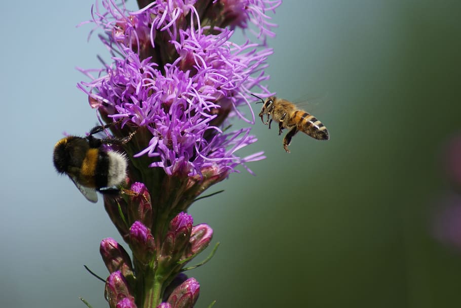 Nature, Insect, Bee, Hummel, Summer, close, macro, fly, purple HD wallpaper