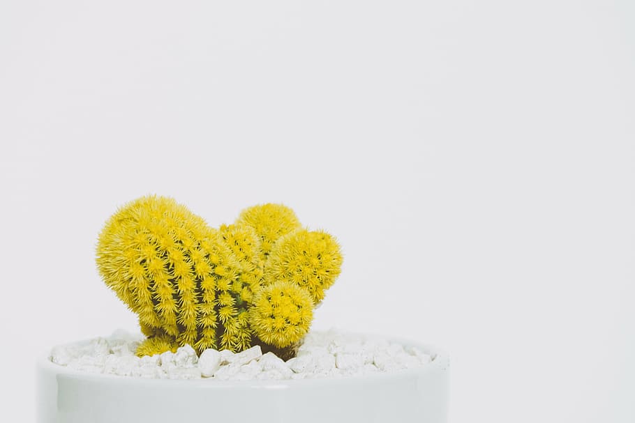 cactus plant, thing, plants, bonsai, thorn, yellow, pot, pebbles, HD wallpaper