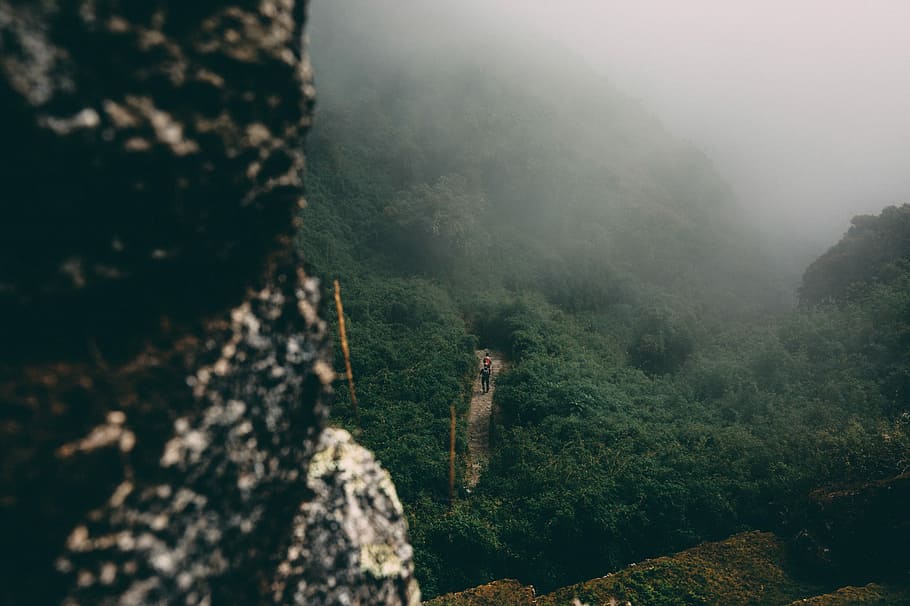 person standing between trees, fog on mountain, trveller, hiker HD wallpaper