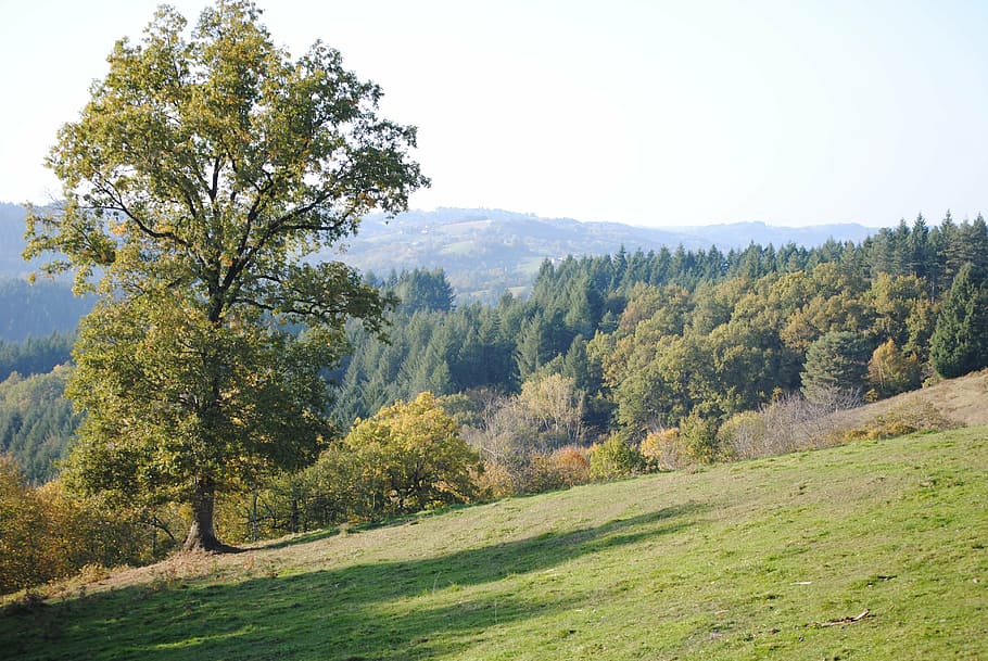tree, meadows, pasture, plant, beauty in nature, tranquility HD wallpaper